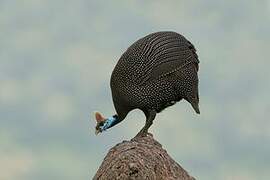 Helmeted Guineafowl