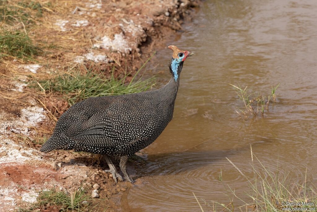 Helmeted Guineafowladult