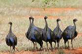 Pintade vulturine
