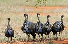 Vulturine Guineafowl