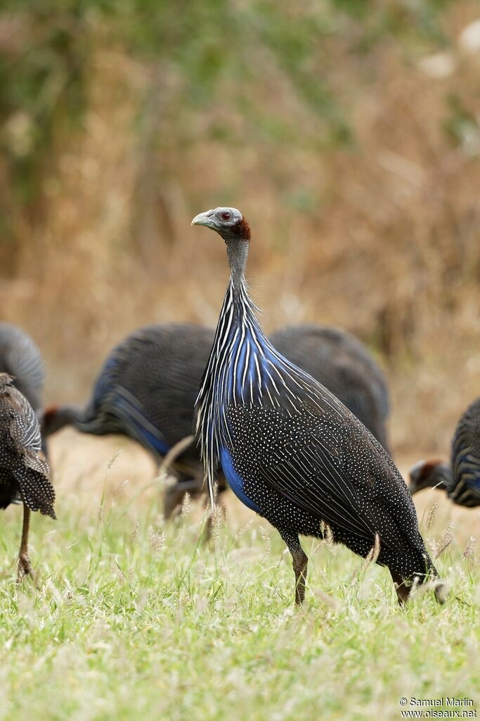 Vulturine Guineafowladult