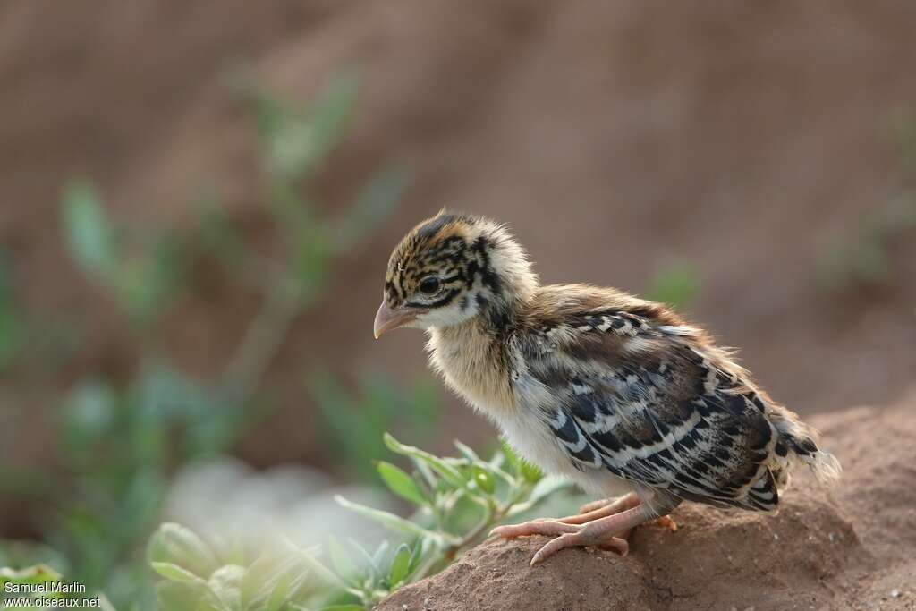 Vulturine GuineafowlPoussin