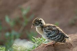 Vulturine Guineafowl