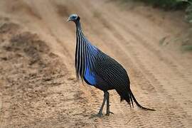 Vulturine Guineafowl