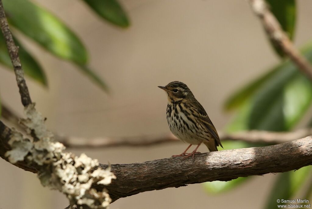 Pipit à dos oliveadulte