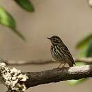 Pipit à dos olive