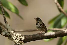 Olive-backed Pipit