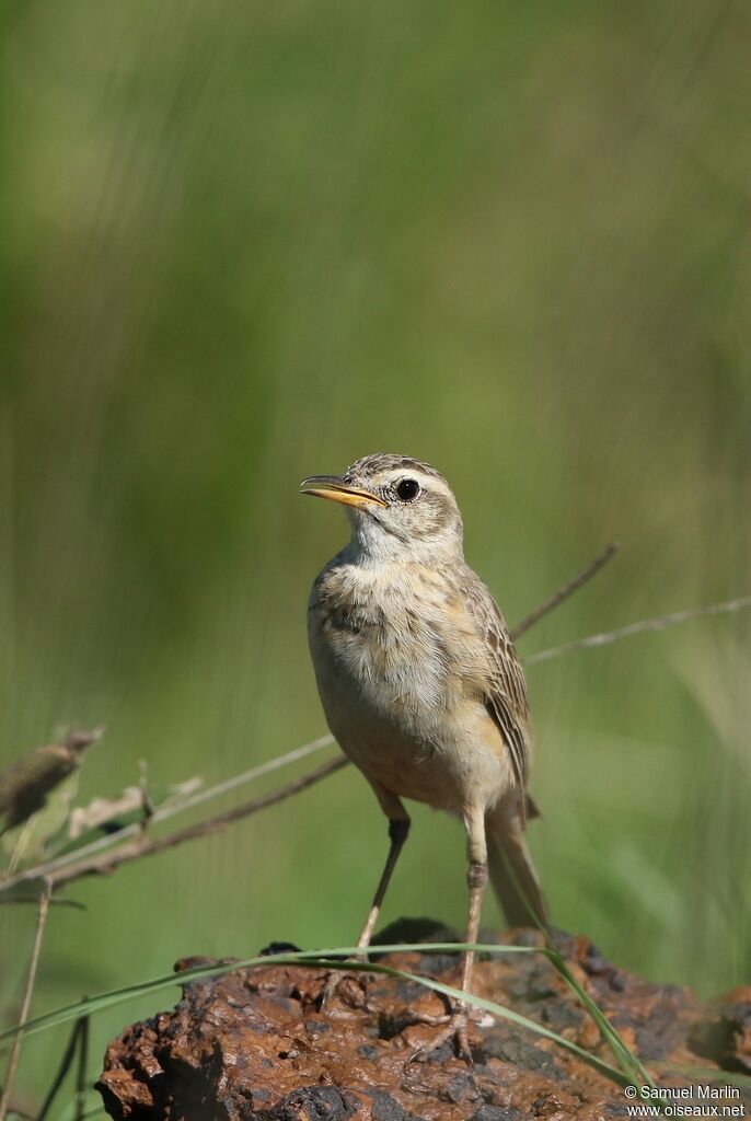 Pipit à dos uniadulte