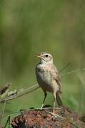 Plain-backed Pipit