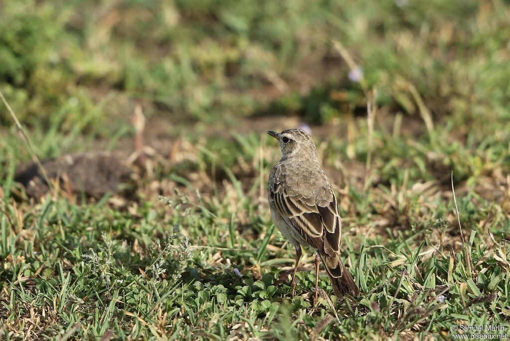 Pipit à dos uni