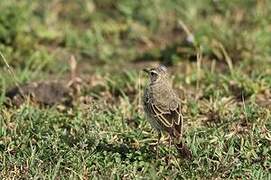 Plain-backed Pipit