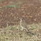 Pipit à long bec