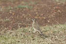 Long-billed Pipit