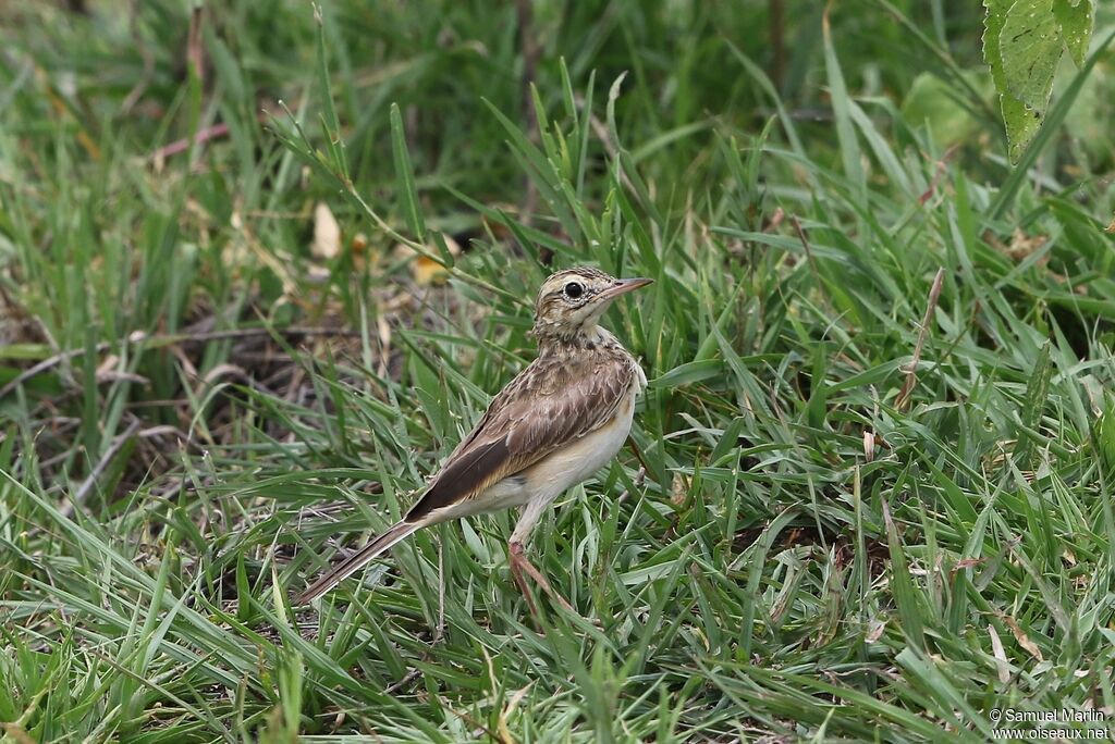 Pipit africainadulte