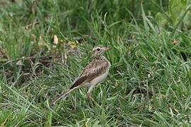 African Pipit