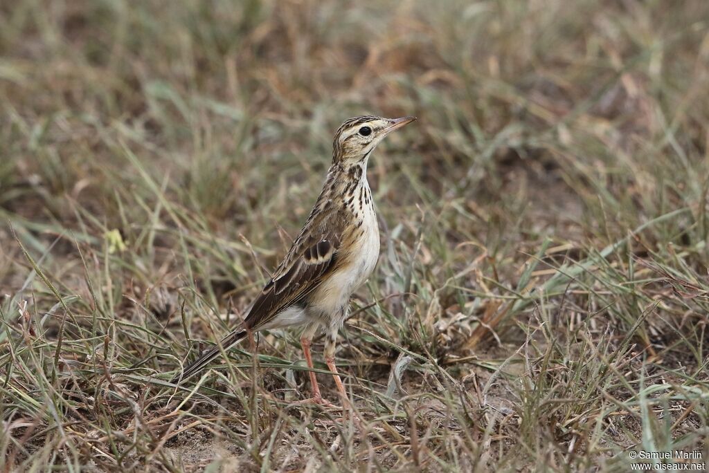 Pipit africainadulte