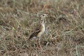 African Pipit