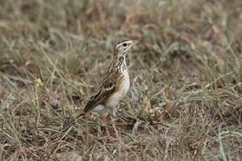 Pipit africain