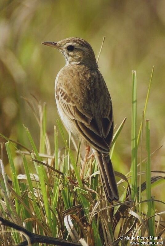 Blyth's Pipitadult