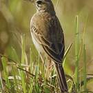 Pipit de Godlewski
