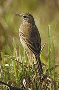 Blyth's Pipit