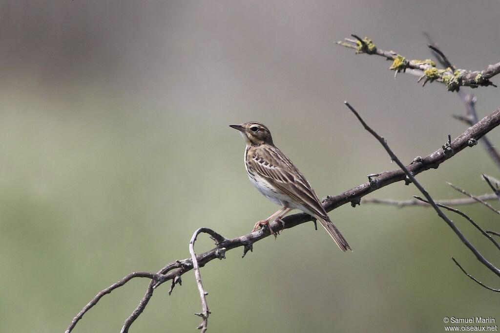 Tree Pipitadult