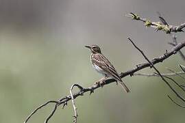 Tree Pipit