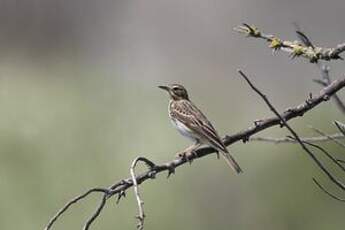 Pipit des arbres