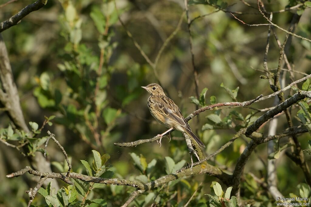 Pipit des arbresadulte