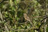 Pipit des arbres