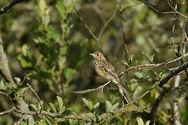 Tree Pipit