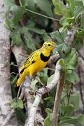 Golden Pipit