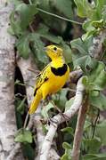 Golden Pipit