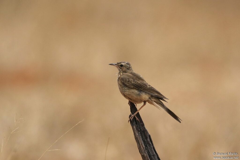 Pipit du Vaaladulte