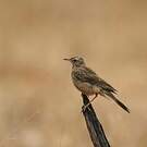 Pipit du Vaal