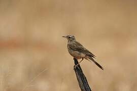 Buffy Pipit