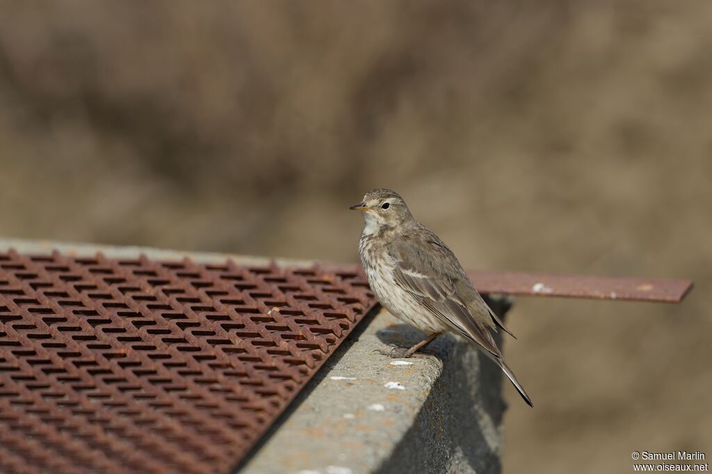 Pipit farlousaneadulte