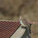 Pipit farlousane