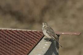 Buff-bellied Pipit