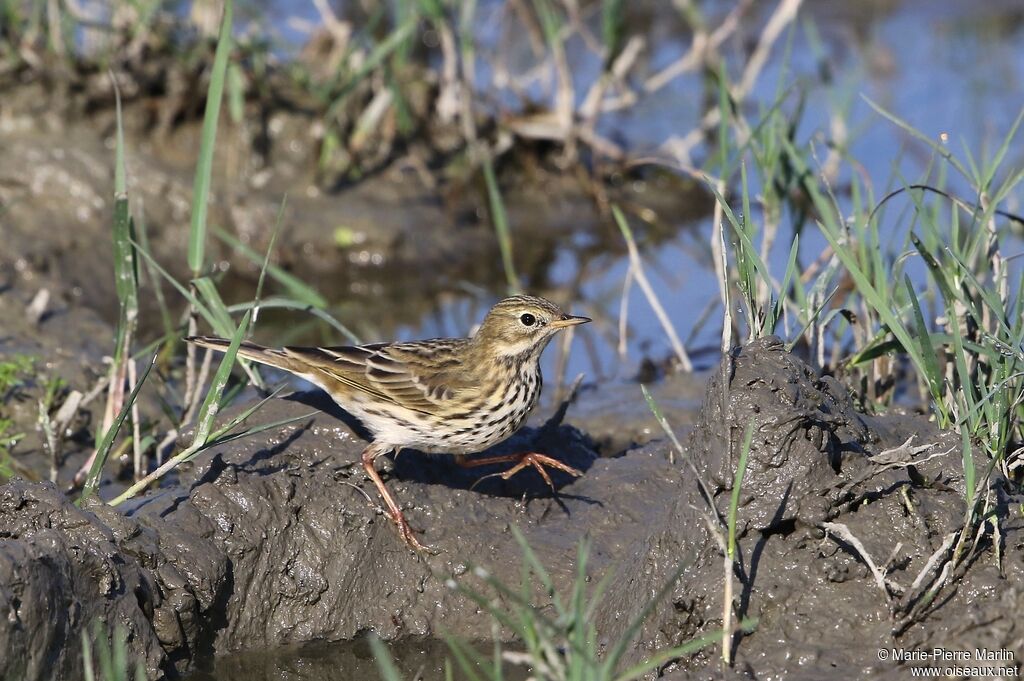 Pipit farlouseadulte