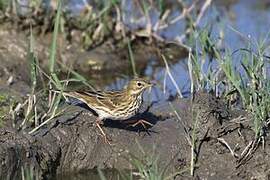 Pipit farlouse