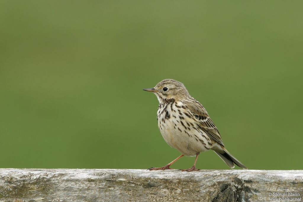 Pipit farlouseadulte