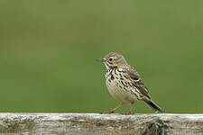 Pipit farlouse