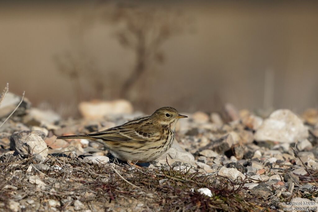 Pipit farlouseadulte