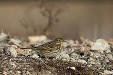 Pipit farlouse