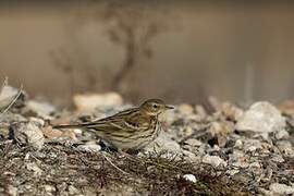 Meadow Pipit