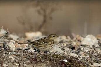 Pipit farlouse