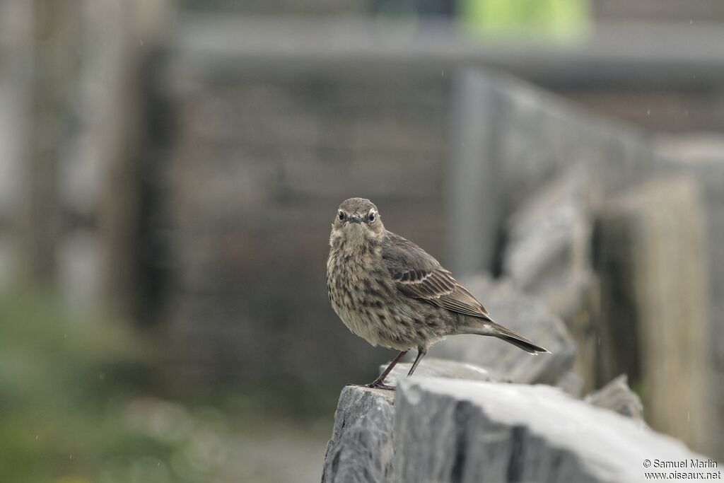 Pipit maritimeadulte