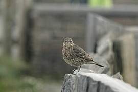 European Rock Pipit