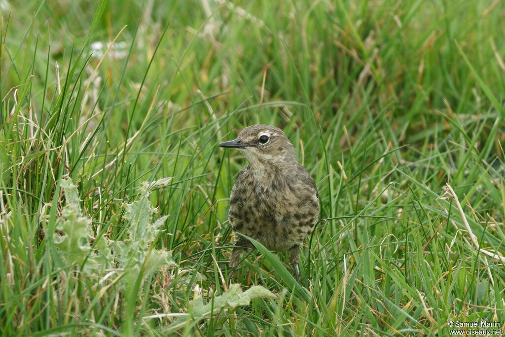 Pipit maritimeadulte